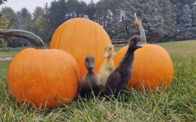 Nest Egg Farms: A Hidden Haven of Flavor, Tradition, and Global Inspiration